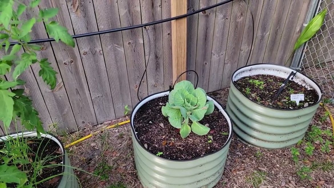 Cultivate With Carl Weekly Garden Update 5 Dec 22