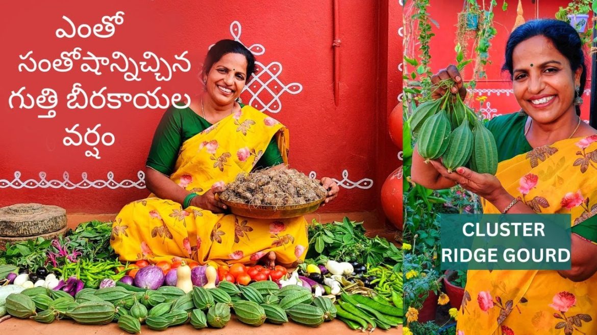ఎంతో సంతోషాన్నిచ్చిన గుత్తి బీరకాయల వర్షం,Sunflower Seeds Harvesting @SaileelaVlogs #terracegarden ఎంతో సంతోషాన్నిచ్చిన గుత్తి బీరకాయల వర్షం,Sunflower Seeds Harvesting @SaileelaVlogs #terracegarden