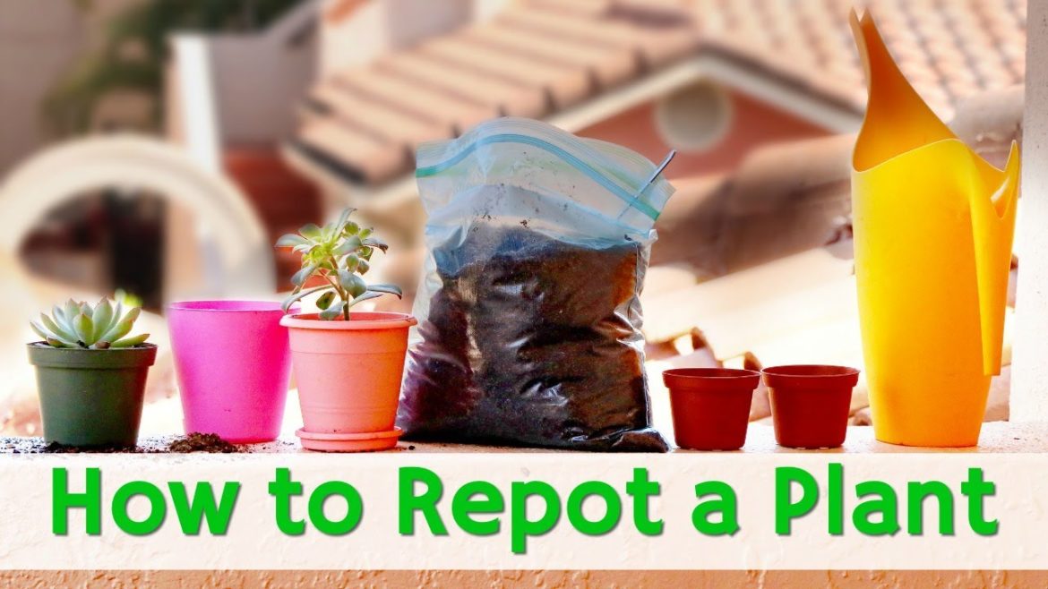 How to Repot a Plant | Indoor Garden Tips for REPOTTING HOUSEPLANTS