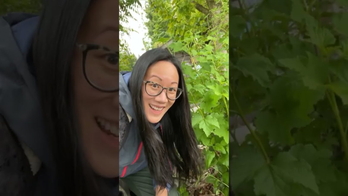 Harvesting REAL wasabi