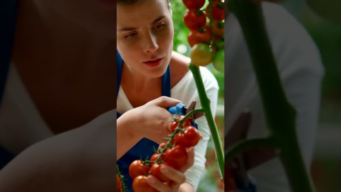 Harvesting tomatoes. Gardening #vegetables #shorts
