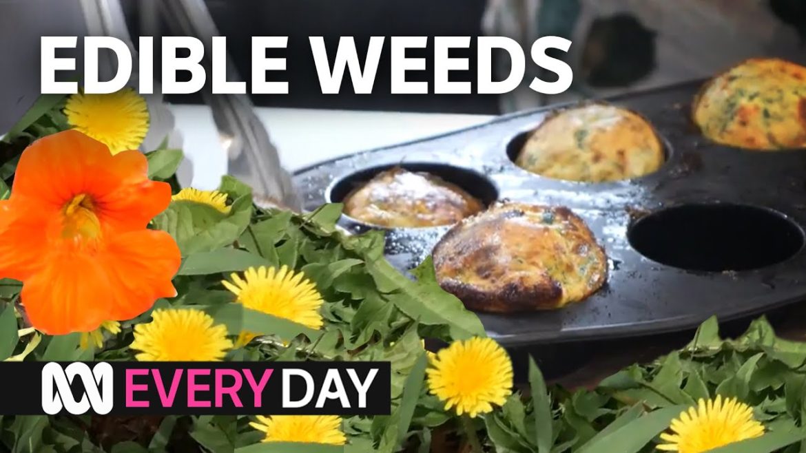 Dawn keeps family of nine well-fed with edible backyard weeds | Everyday Gardening | ABC Australia Dawn keeps family of nine well-fed with edible backyard weeds | Everyday Gardening | ABC Australia