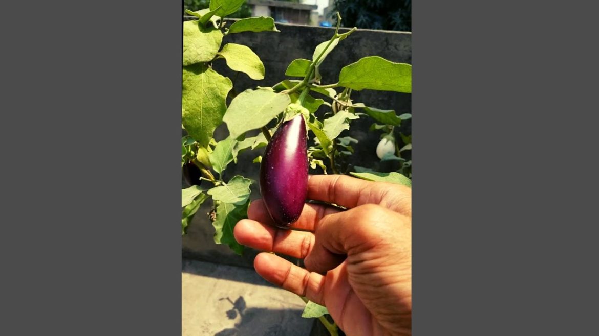 Purple Long #Eggplants #shorts tips and harvest at Asim Rooftop Garden | Ghar ke taza vegetables Purple Long #Eggplants #shorts tips and harvest at Asim Rooftop Garden | Ghar ke taza vegetables