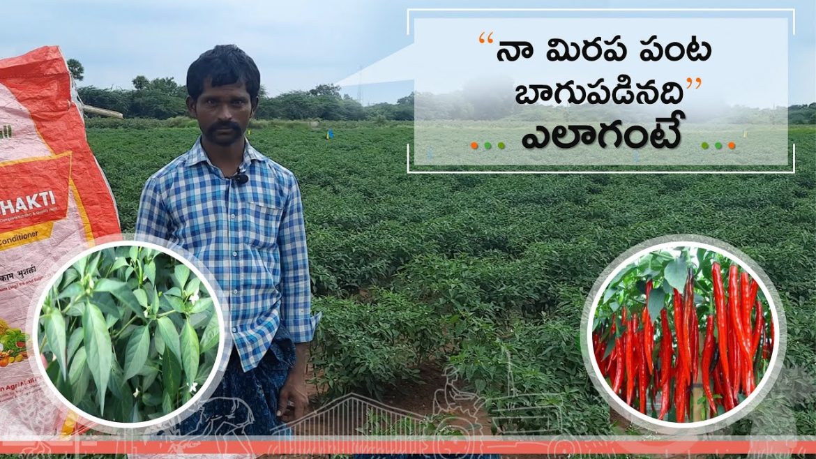 Farmer experience with KAM Bhooshakti I నా మిరప పంట బాగుపడినది I #kisanagrimall I #kambhooshakti Farmer experience with KAM Bhooshakti I నా మిరప పంట బాగుపడినది I #kisanagrimall I #kambhooshakti