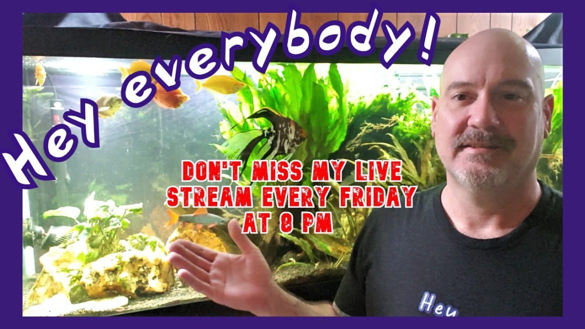 Friday Night Action Live Stream With Dan (12/02/22)