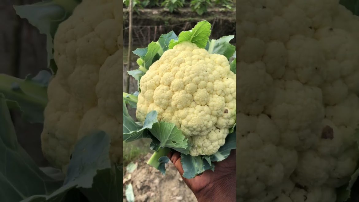 My Vegetable Garden 😍 #shorts #youtubeshorts #subscribe #villagelife #viral