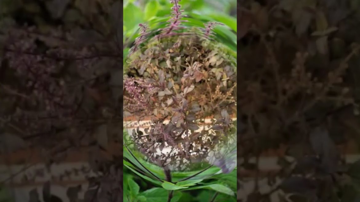 HARI BHARI TULSA KO THAND SE BACHANE KE TIPS . #garden #tulsi #nature #plants #shorts #achukupay HARI BHARI TULSA KO THAND SE BACHANE KE TIPS . #garden #tulsi #nature #plants #shorts #achukupay