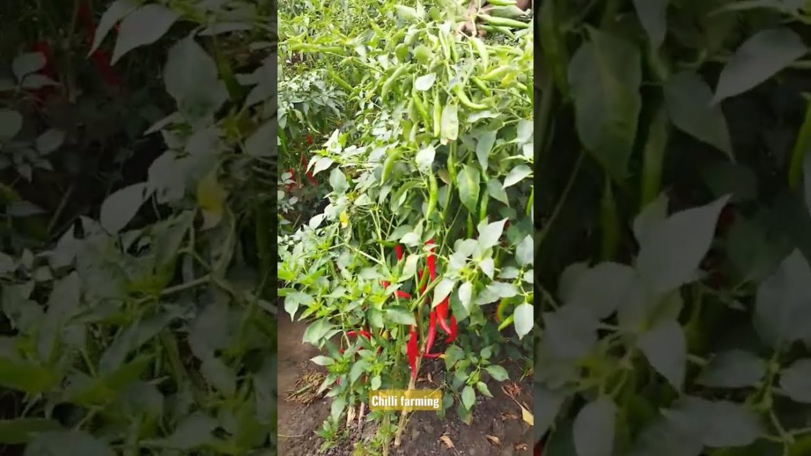 Chilli farming #shorts #viral #shortvideos