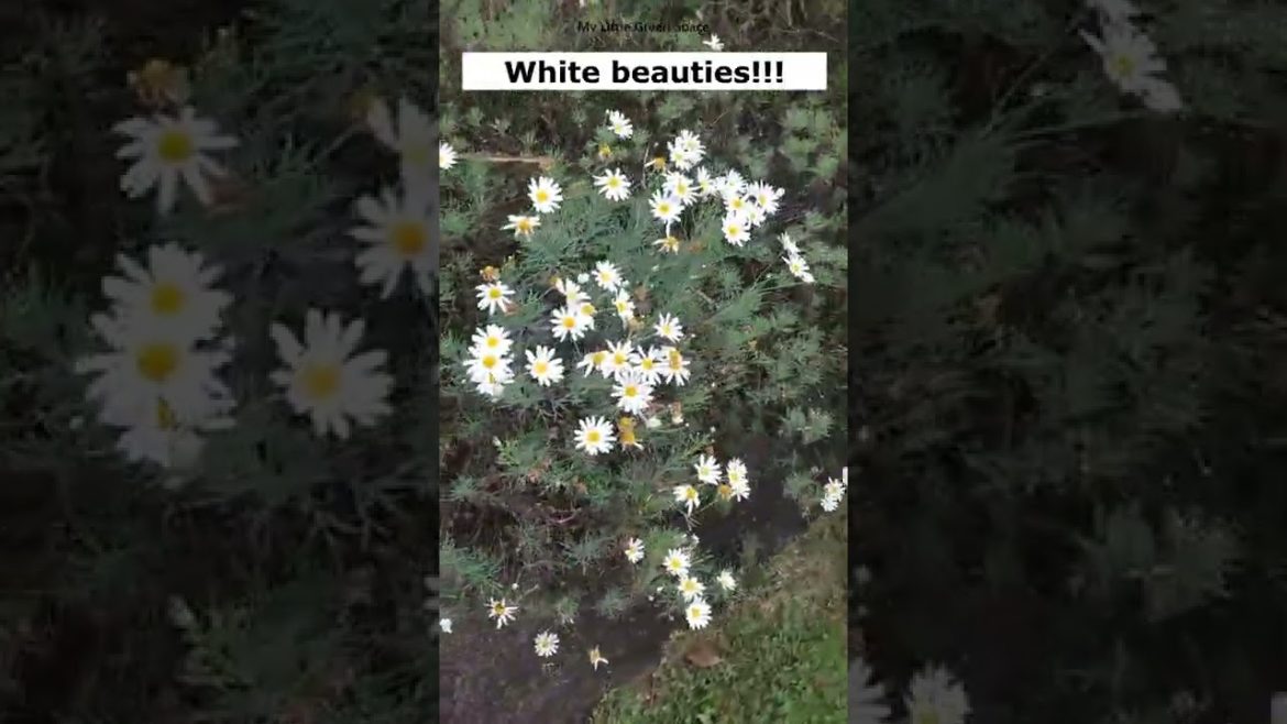 White Beauties | #shorts White Beauties | #shorts