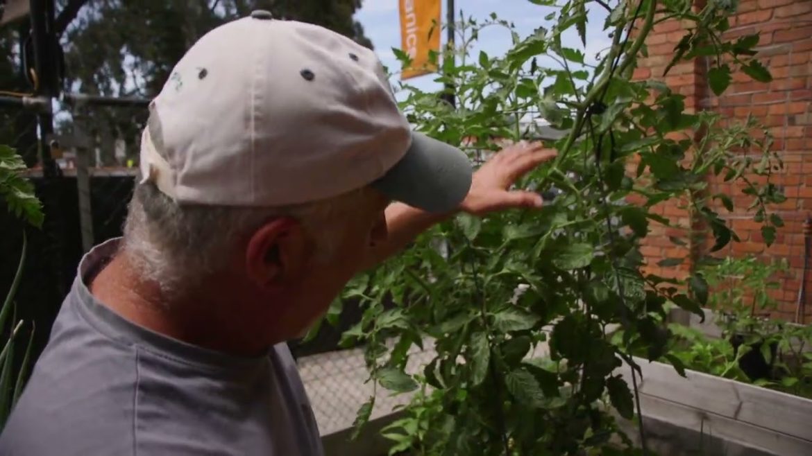 Tips On Pruning Tomatoes