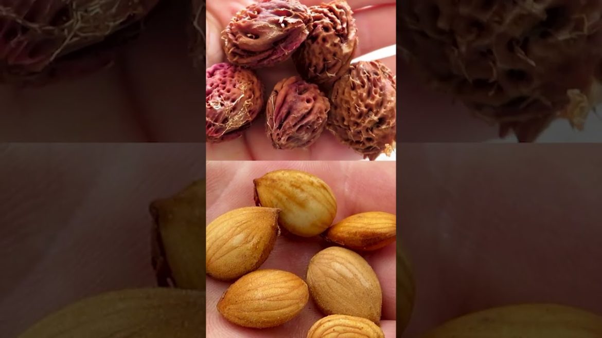 Grow yourself a π Grow yourself a π