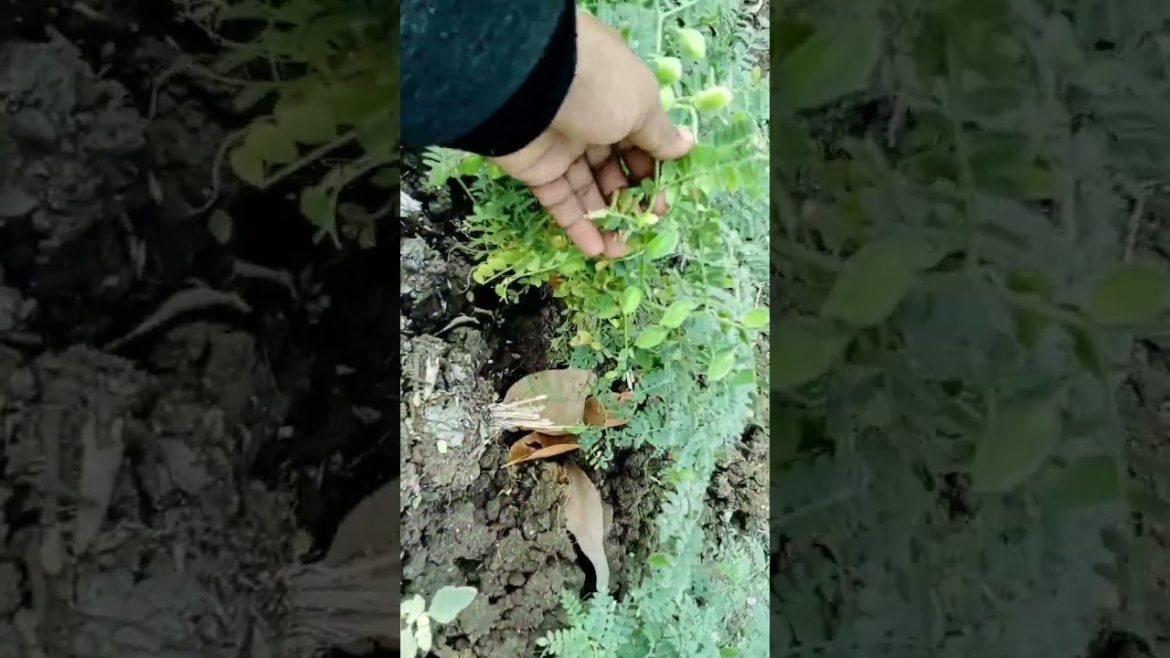 green chick pea at my kitchen garden #shorts