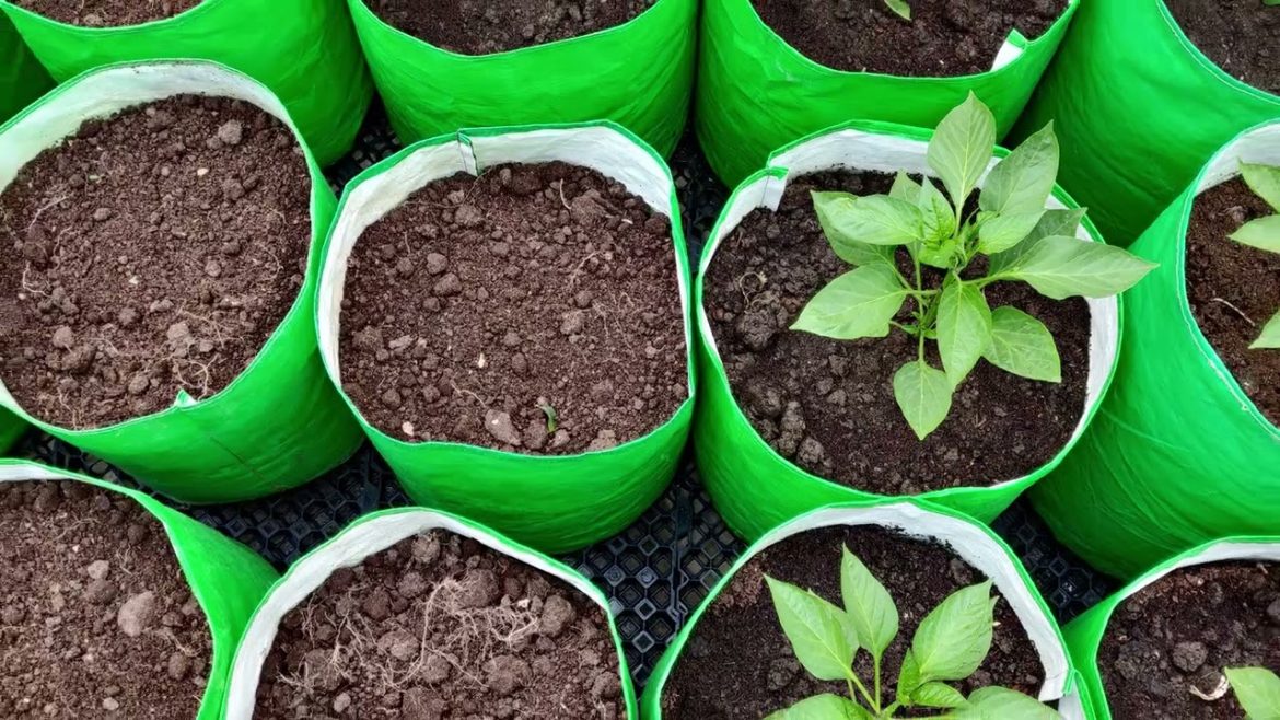 Make Your Own Terrace Vegetable Garden Organicbazar Will Help You! Make Your Own Terrace Vegetable Garden Organicbazar Will Help You!