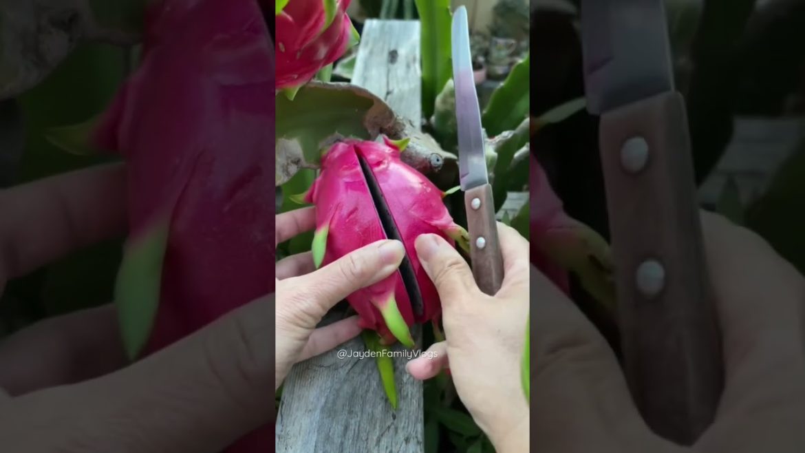 Dragon Fruit Opening 🌵🤗 #shorts #satisfying #youtubeshorts #fruit #fruitcutting #food