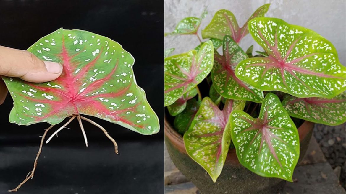 Tips for propagating Caladium Bicolor plants with leaves in water