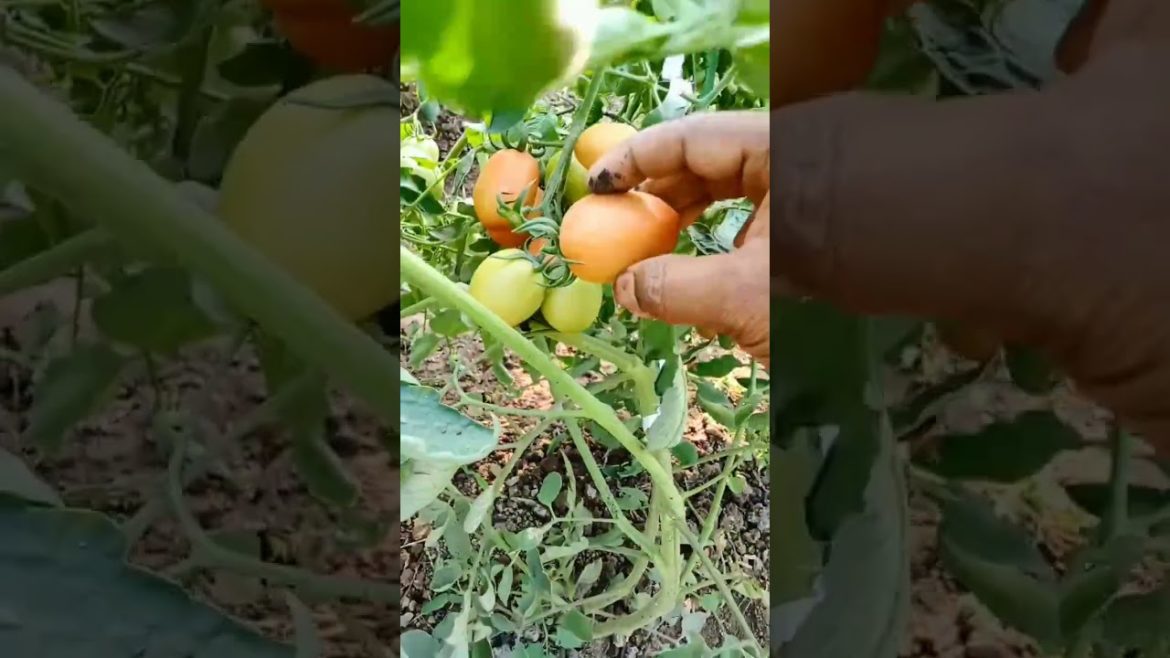 harvesting tomatoes from my kitchen garden || tomatoes plants #shorts