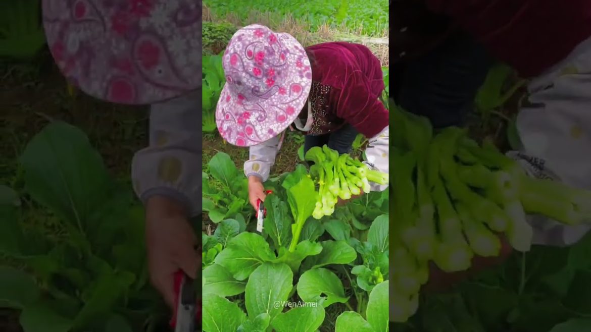 Beautiful Nature with Rural Life #shorts #naturalife #rurallife