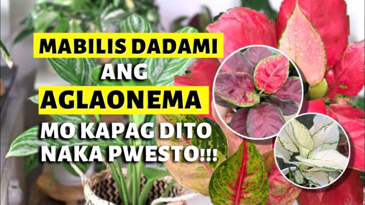 BEST PLACES TO PUT YOUR AGLAONEMA! | FOR FASTER GROWTH | FOR GOOD LUCK