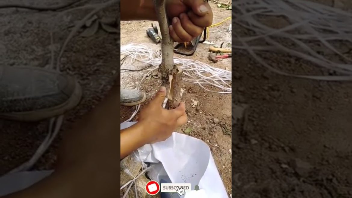 Tips Pairing sticky Straight two trunks together part2  #shorts #satisfying