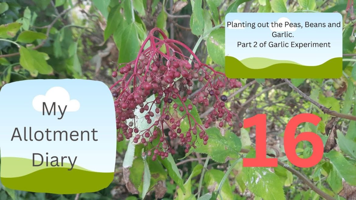 Starting a new Allotment. Ep. 16. Planting out Garlic and Beans and Peas Germinated at home. Starting a new Allotment. Ep. 16. Planting out Garlic and Beans and Peas Germinated at home.