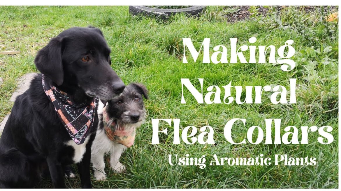 Making Natural Flea Collars for the Dogs
