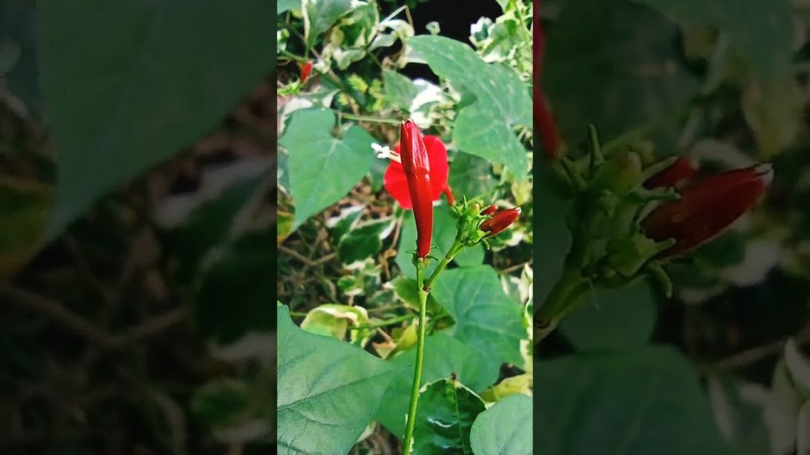 Good noon flowers🌸🌺🌻🌹🌷🌼💐? mood#youtubeshorts #shorts