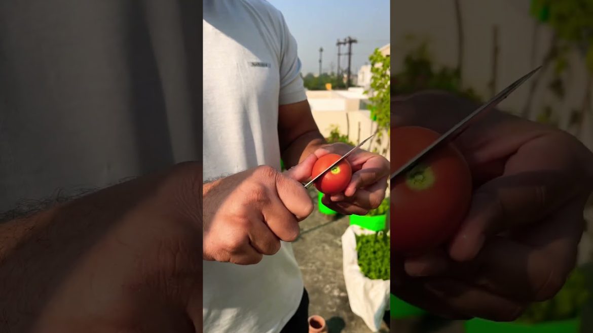 Organic tomatoes #terracegardening #organic #vegetables #garden #gardening #shorts