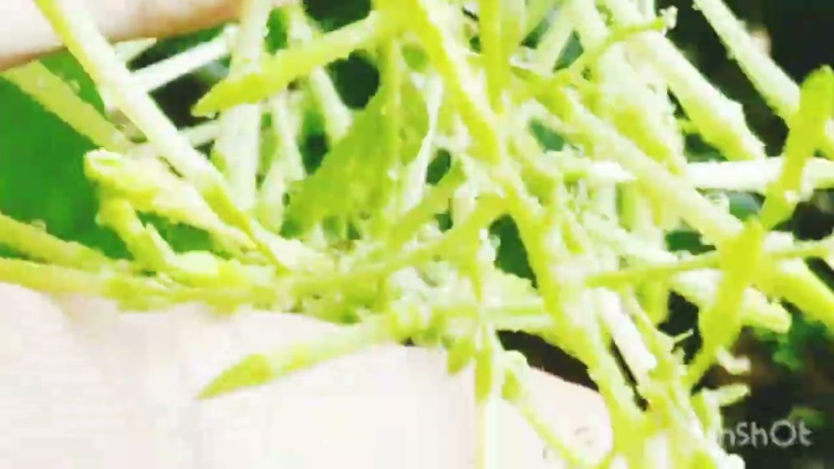 Beautiful Jasmine flowers on garden design and decoration ideas for all.