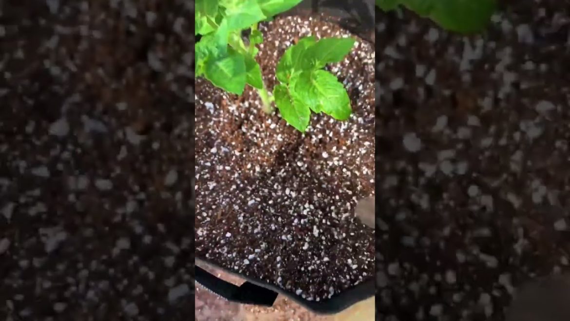 How to make potting mix for container gardening |How to make  potting mix soil at home|#soilmix