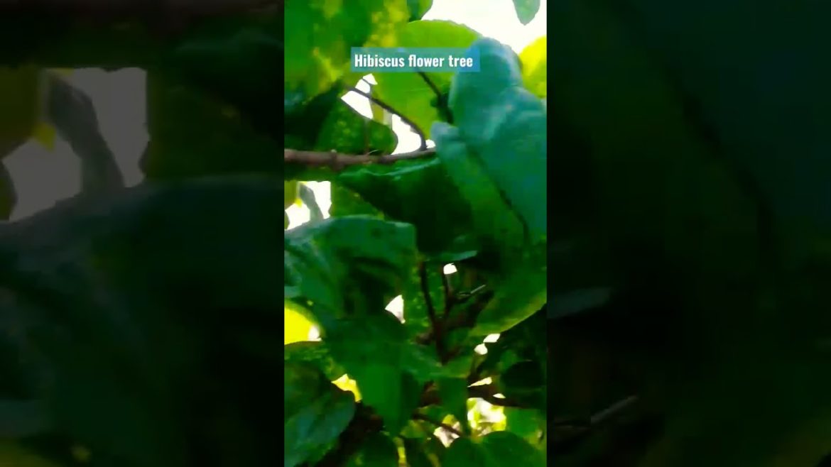 Hibiscus Flower Tree on Rooftop Garden Design. #shorts
