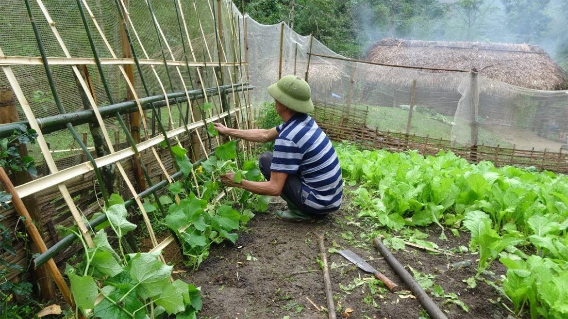 Gardening and growing vegetables, Free building farm Life, Build Log Cabin - Alone Life