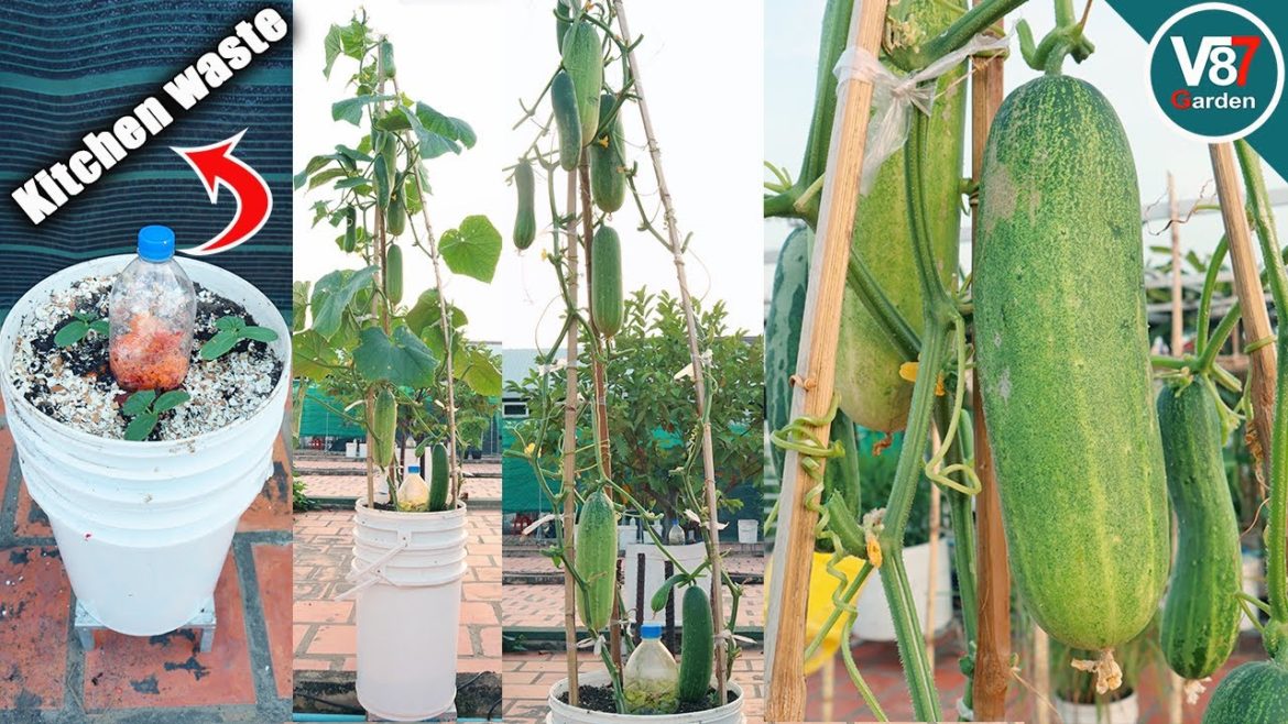 This Genius Tip Shows You How To Grow Cucumbers in containers for a small space