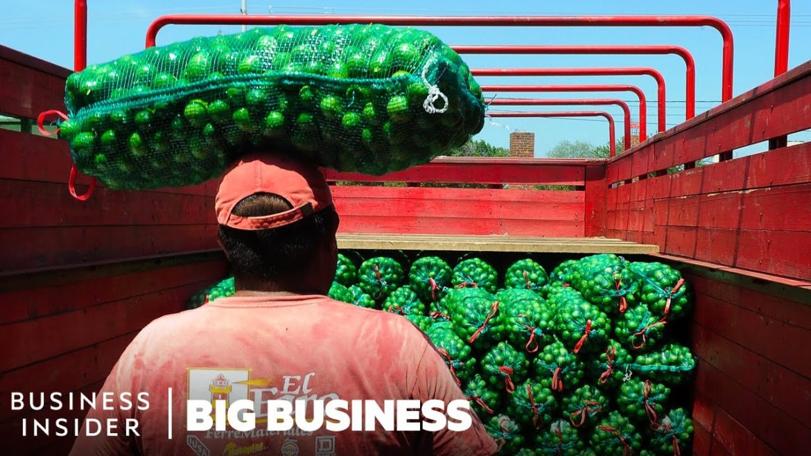 How Mexico Grows Limes On Orange Trees To Supply The US | Big Business | Business Insider