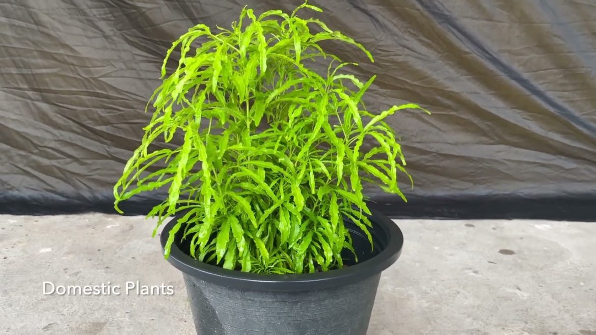 Euodia Plant | Aralia Plant |