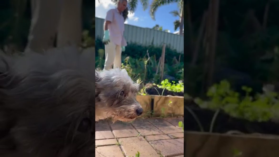 Vlog   Backyard Gardening Australia #shorts