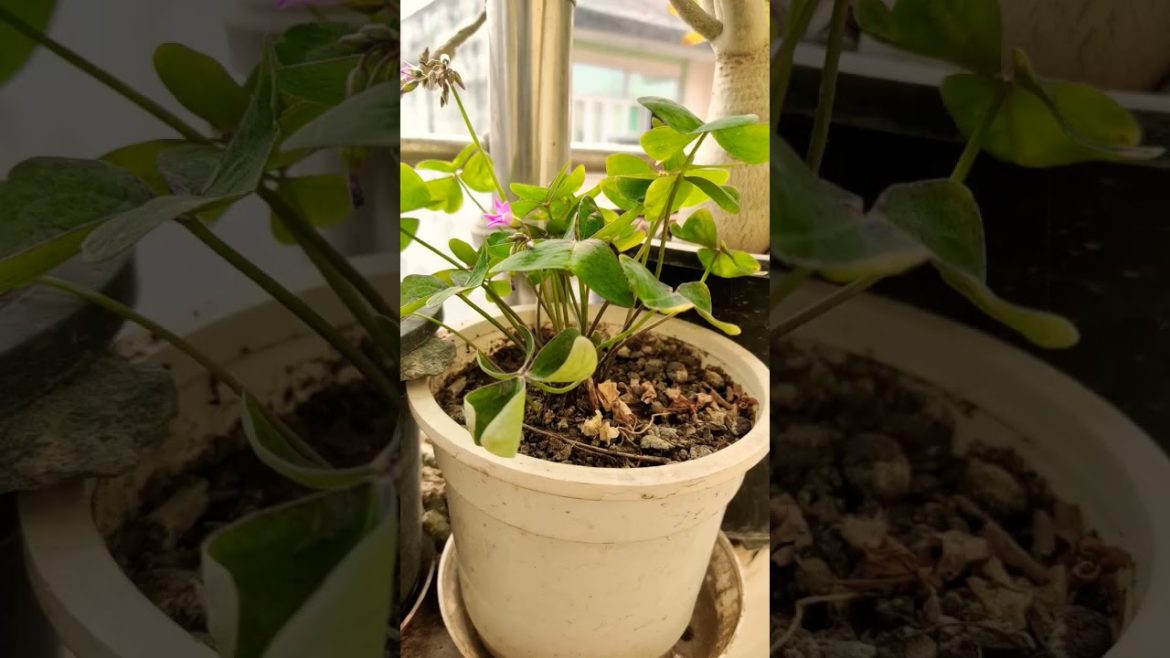 Wood Sorrels💗 #shorts #youtubeshorts #youtube #trending Wood Sorrels💗 #shorts #youtubeshorts #youtube #trending