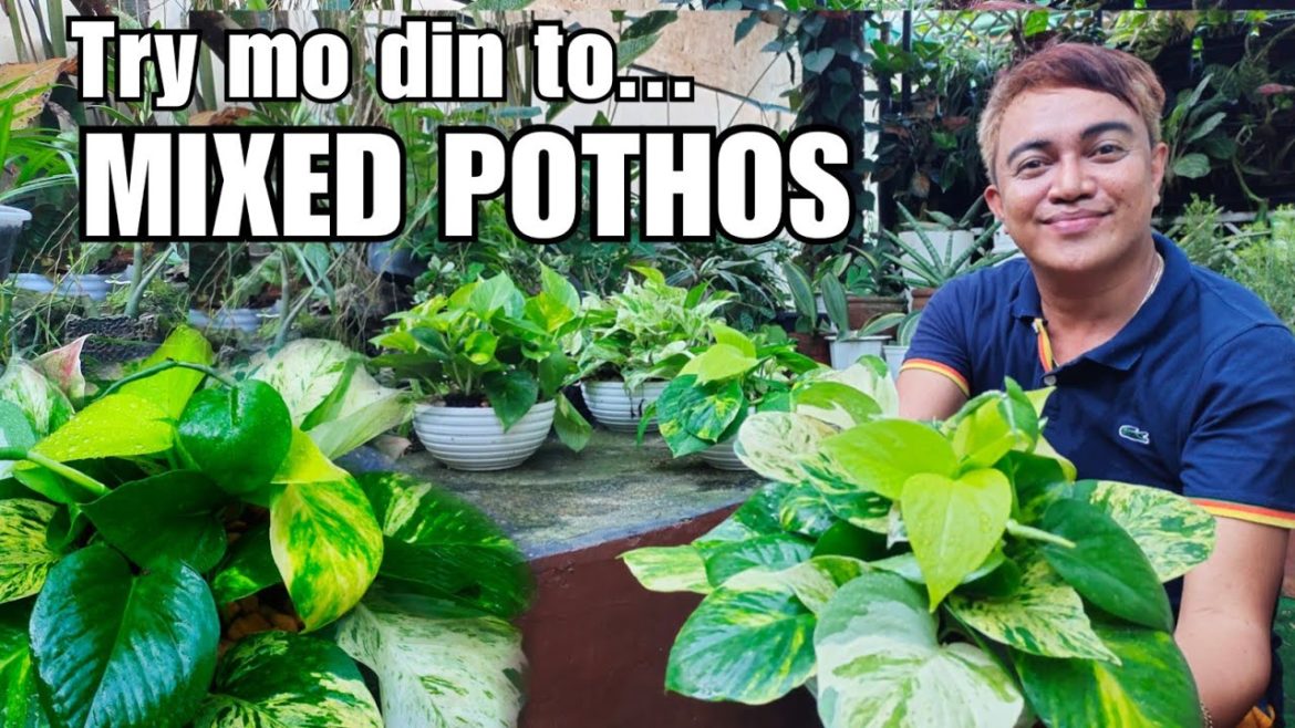 MIXED POTHOS (MONEY PLANTS) ARRANGEMENT | CREATIVE HOME & GARDEN DISPLAY IDEA