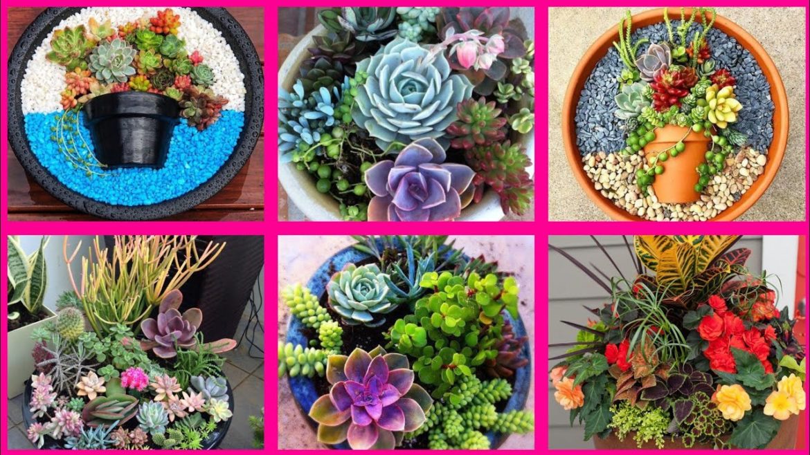 wounderful dish garden ideas//pot plants design//modern planters//#succulent #decorlife #garden wounderful dish garden ideas//pot plants design//modern planters//#succulent #decorlife #garden
