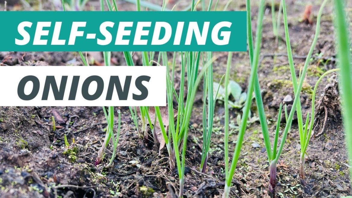 My Onions Planted Themselves! See How It Happened!