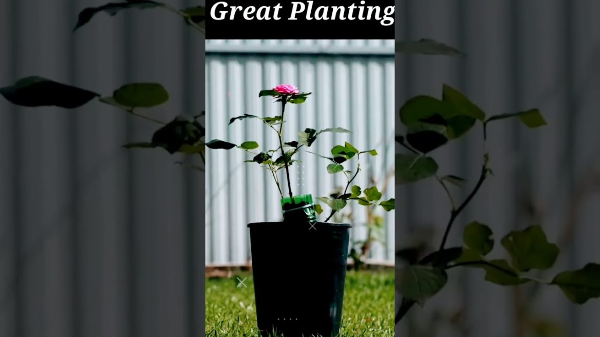 Planting|gardening |#gardening #gardeningtips #gardener #gardenideas