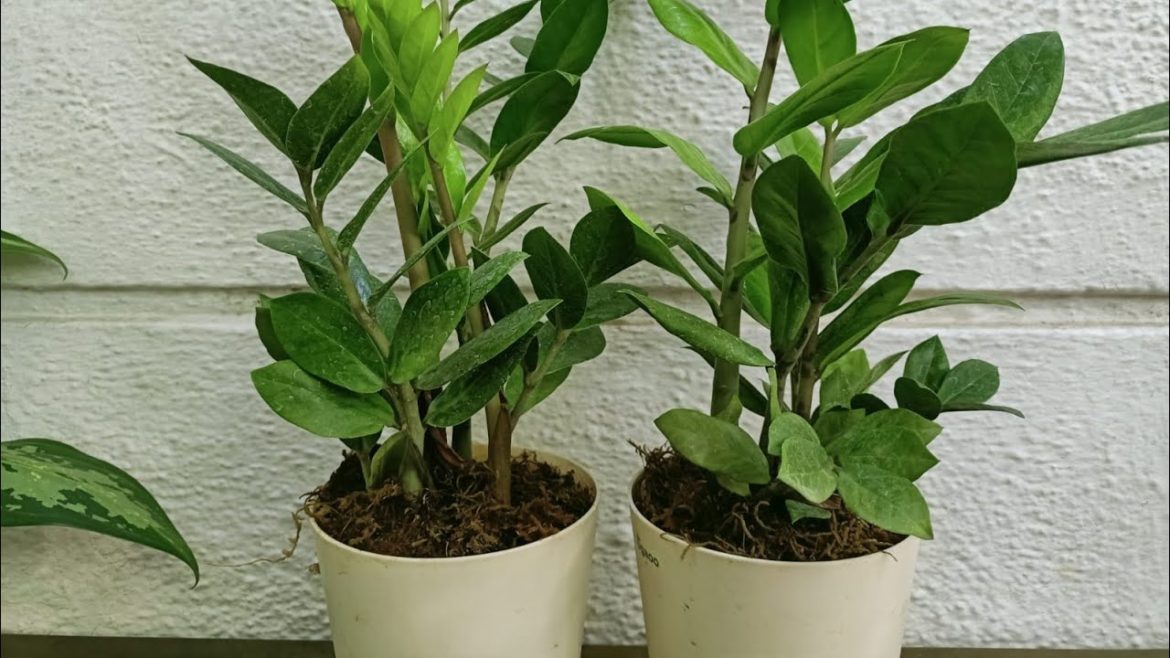 ZZ Plant Care//Best way to grow this air purifying indoor plant