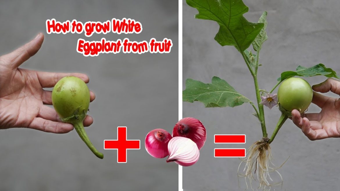 How to grow White Eggplant from fruit | Eggplant- Casper growing tips | Bear's garden