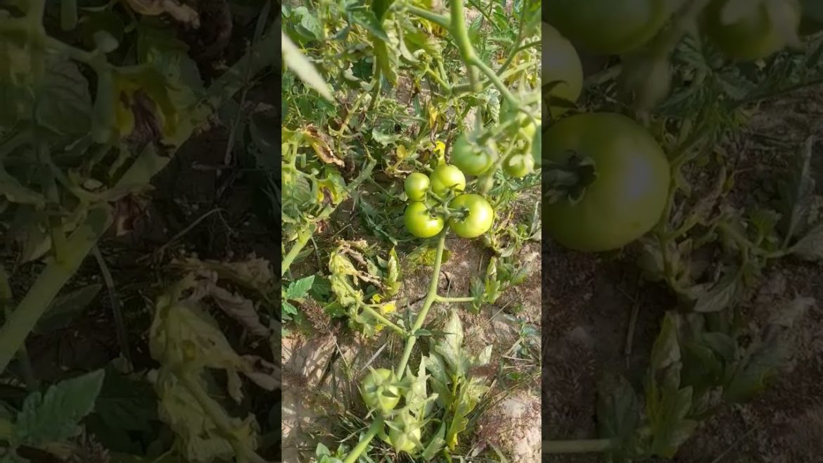 Lycopersicon esculentus green Tomato unripe stage #shorts #viral @al-nabatat Lycopersicon esculentus green Tomato unripe stage #shorts #viral @al-nabatat