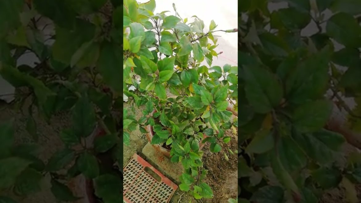 My Small Beautiful Home Garden Raining In My Backyard #shorts #garden