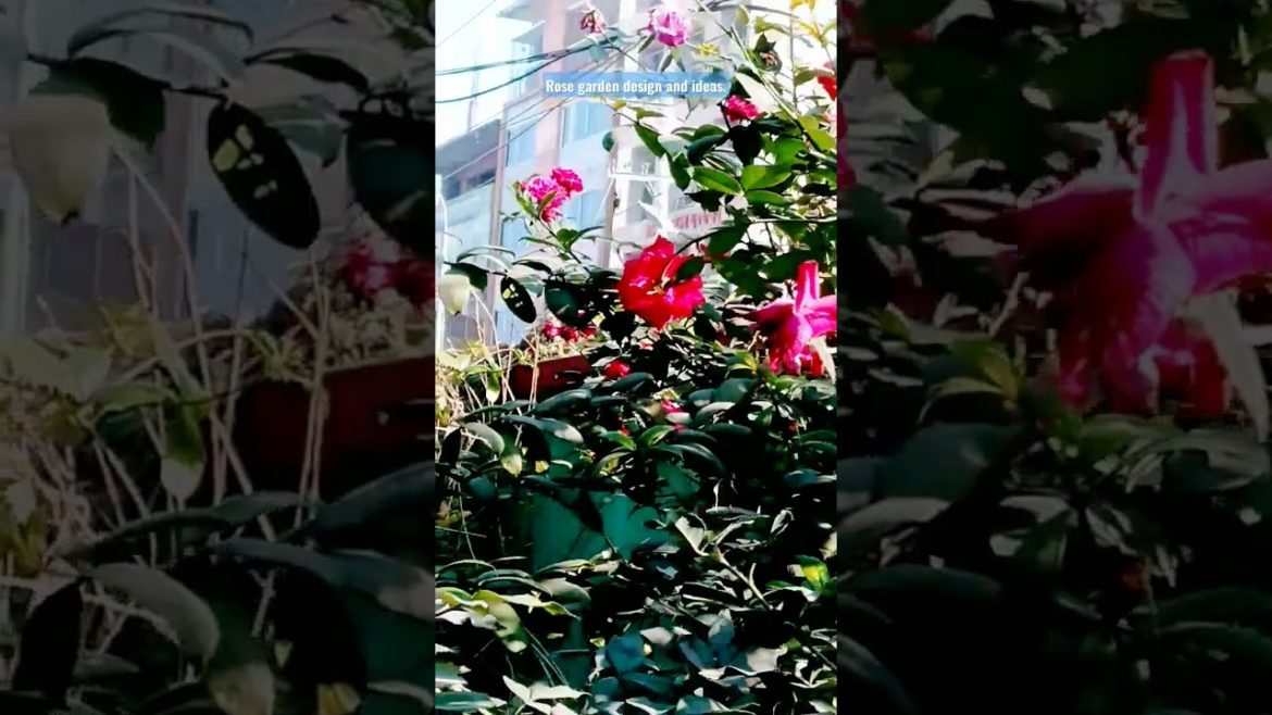 Rose garden design and ideas for all. #shorts