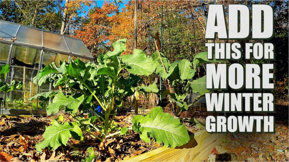 This will make your winter garden so much better