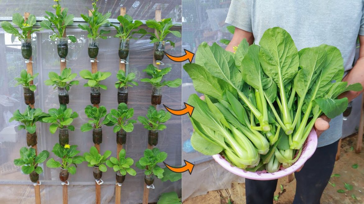 Provide vegetables to eat comfortably for the family with vertical vegetable garden [ No garden]