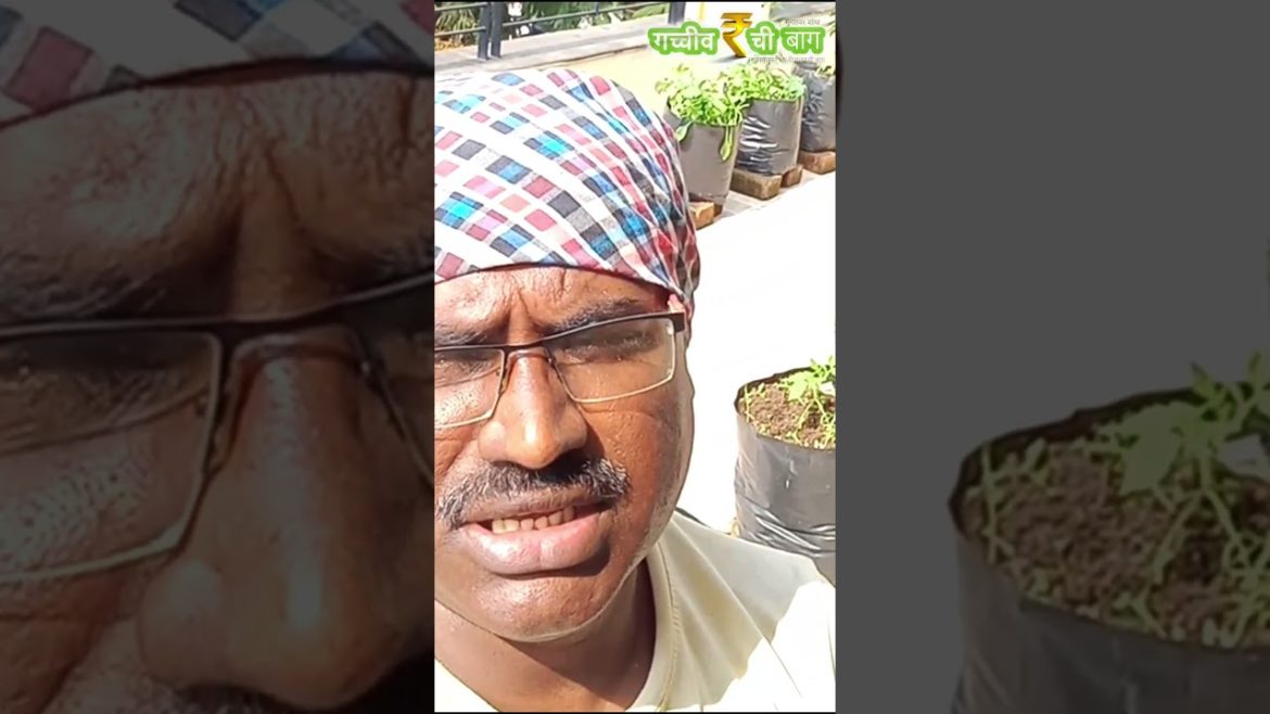 vegetable Gardening Online Course in Marathi vegetable Gardening Online Course in Marathi