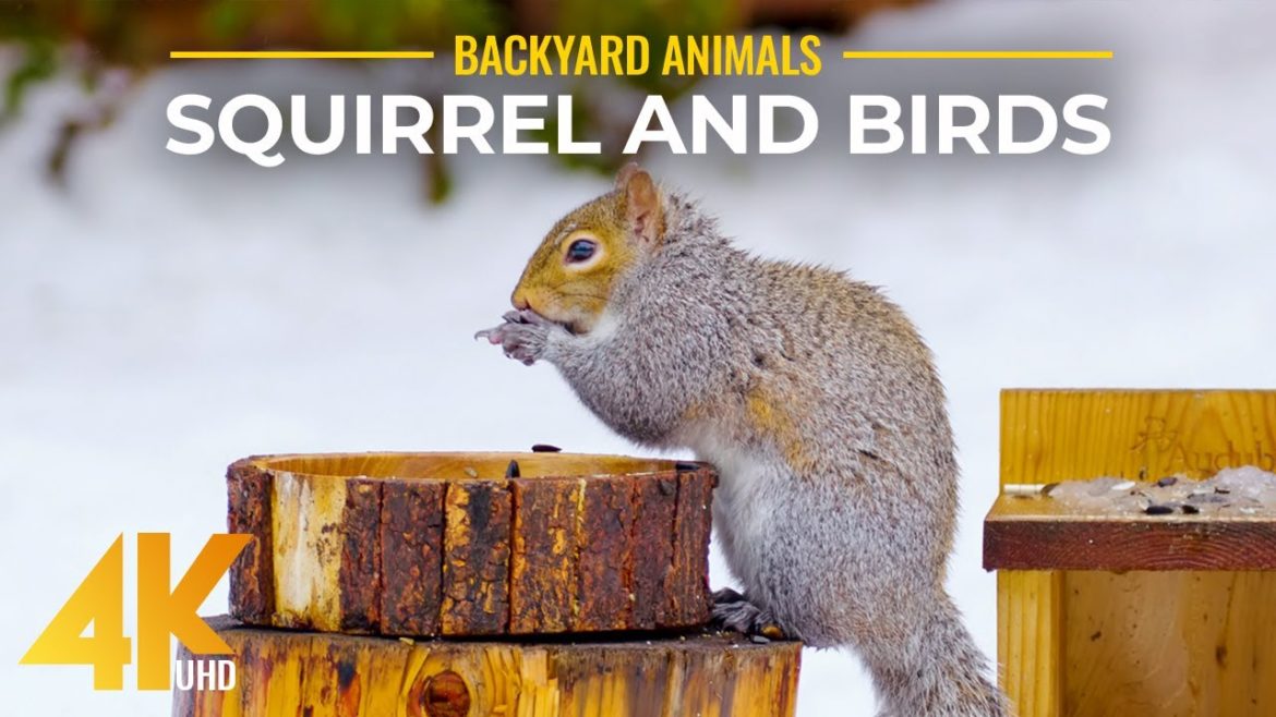 4K Wintertime Backyard Animals – Close-ups of Wild Birds & Squirrels – Nature Relax Video – Part #3 4K Wintertime Backyard Animals - Close-ups of Wild Birds & Squirrels - Nature Relax Video - Part #3