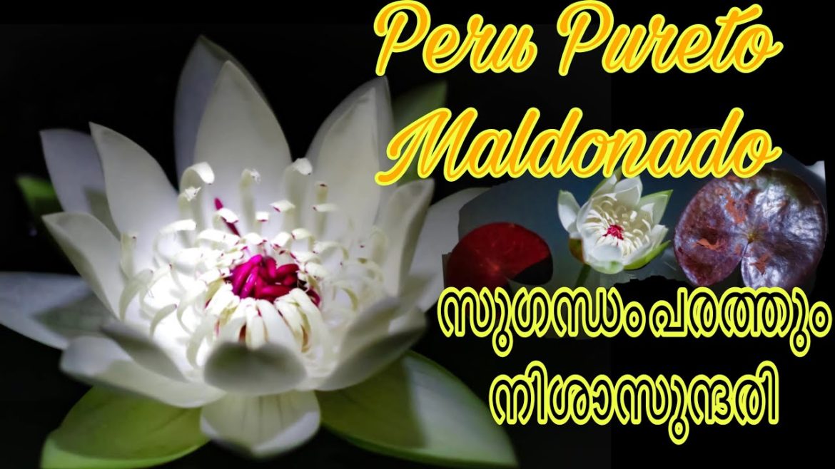 Peru Pureto Maldonaldo exotic rare Waterlily malayalam/ ambal varities